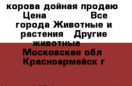 корова дойная продаю › Цена ­ 100 000 - Все города Животные и растения » Другие животные   . Московская обл.,Красноармейск г.